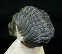 Bargain Reedops Trilobite - Nice Eye Facets #4928-3